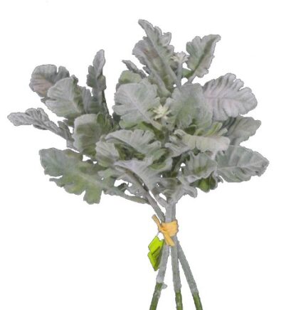 Silk Dusty Miller