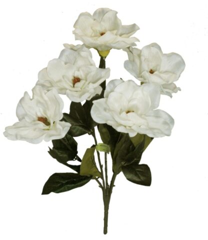 #30494CM - 23" Magnolia Bush x 5 - Cream