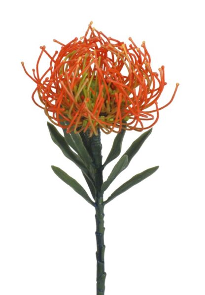 #FSP211-OR - 14" Pin Cushion Protea Spray - Orange