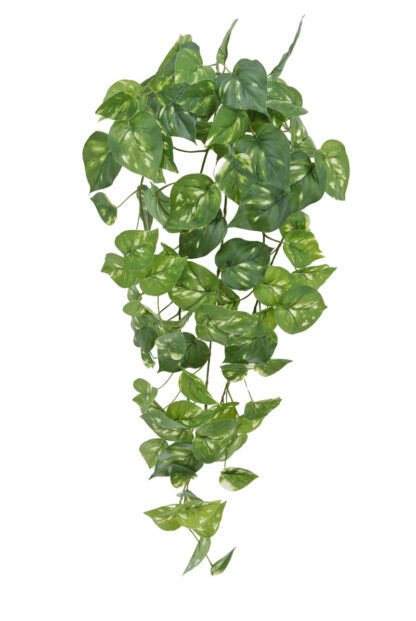 #21161-POTHO -32" Hanging Potho Bush w/87 Leaves